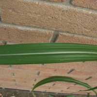 Elephant Grass